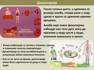 Дизентерија
После гутања цисти, у цревима се
развија амеба, ствара ране у зиду
црева и храни се црвеним крвним
зрнцима.
Амебе које човек фекалијама
избацује ван тела дуго могу да
преживе у виду цисте у води,
влажном земљишту и храни.
• Дизентерија се лечи антибиотицима и
уношењем већих количина течности.
• Ако се не лечи на време, дизентерија
може бити смртоносна за децу и старе
људе.
• Знаци инфекције су грчеви у стомаку, пролив
и повишена телесна температура.
 