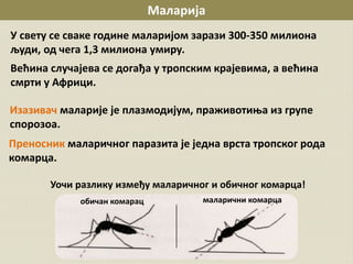 Маларија
У свету се сваке године маларијом зарази 300-350 милиона
људи, од чега 1,3 милиона умиру.
Већина случајева се догађа у тропским крајевима, а већина
смрти у Африци.
Изазивач маларије је плазмодијум, праживотиња из групе
спорозоа.
Преносник маларичног паразита је једна врста тропског рода
комарца.
маларични комарцаобичан комарац
Уочи разлику између маларичног и обичног комарца!
 