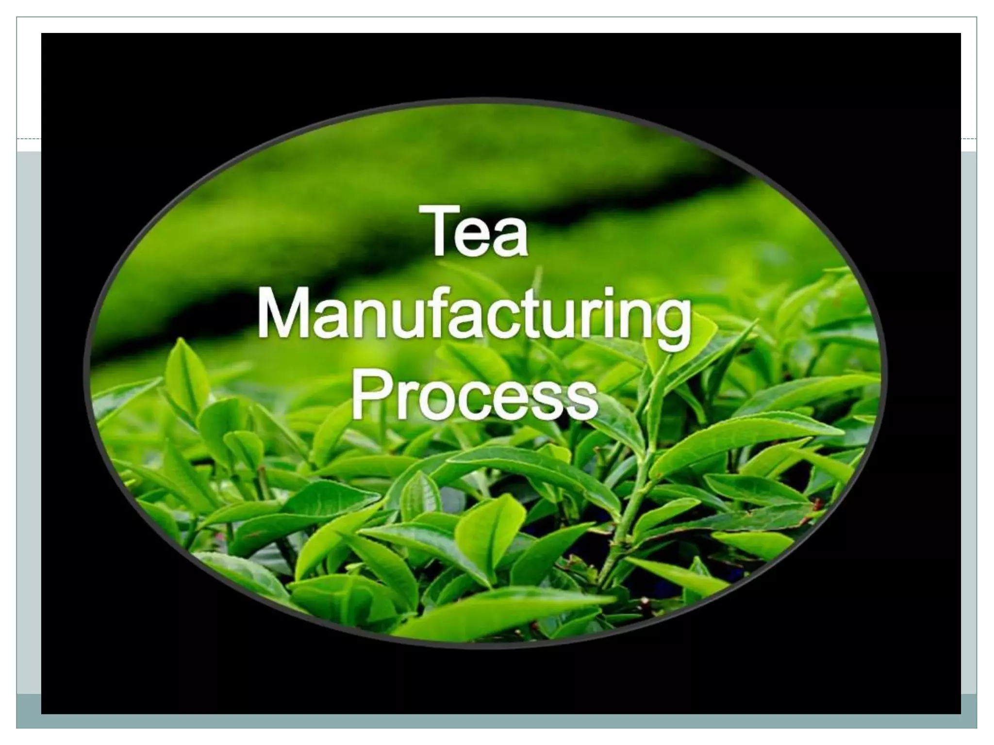 4.black tea manufacturing processes A Lecture By Mr. Allah Dad Khan Visiting Professor the University of Agriculture Peshawar Khyber Pakhtunkhwa Province Pakistan