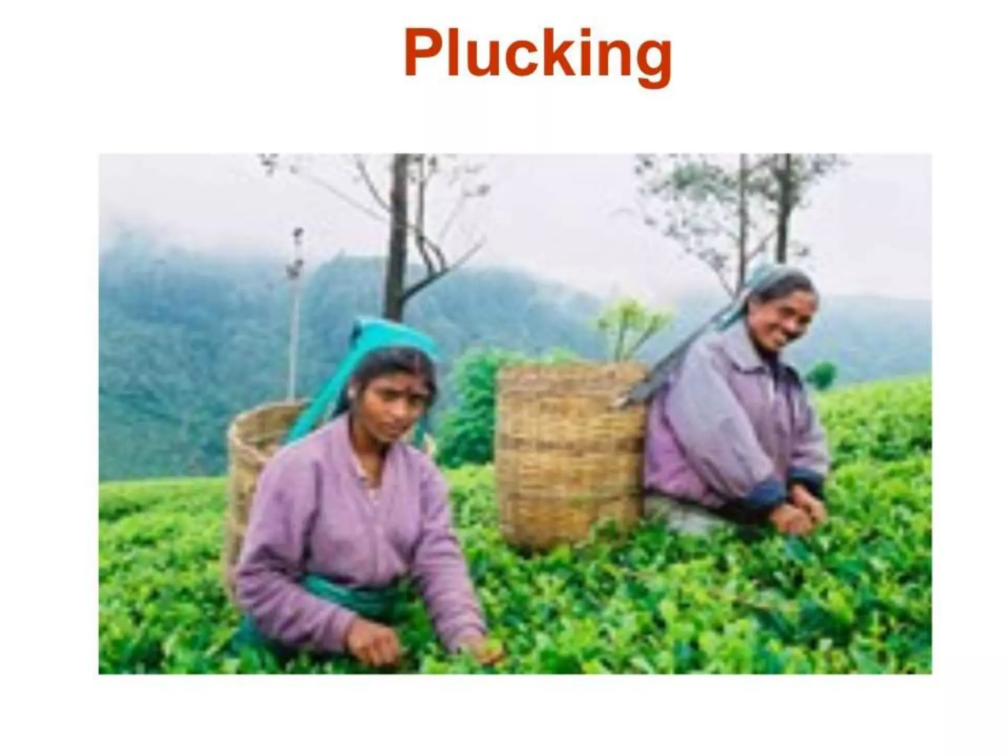 4.black tea manufacturing processes A Lecture By Mr. Allah Dad Khan Visiting Professor the University of Agriculture Peshawar Khyber Pakhtunkhwa Province Pakistan