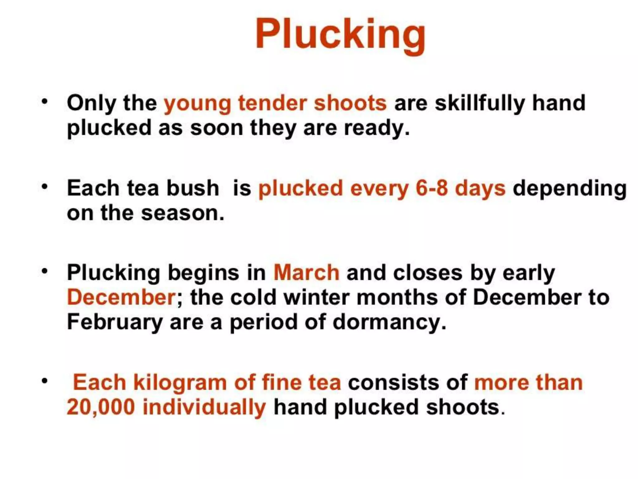 4.black tea manufacturing processes A Lecture By Mr. Allah Dad Khan Visiting Professor the University of Agriculture Peshawar Khyber Pakhtunkhwa Province Pakistan