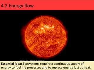 Essential idea: Ecosystems require a continuous supply of
energy to fuel life processes and to replace energy lost as heat.
4.2 Energy flow
 