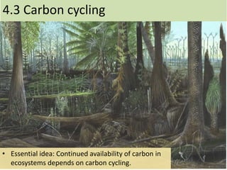 4.3 Carbon cycling
• Essential idea: Continued availability of carbon in
ecosystems depends on carbon cycling.
 