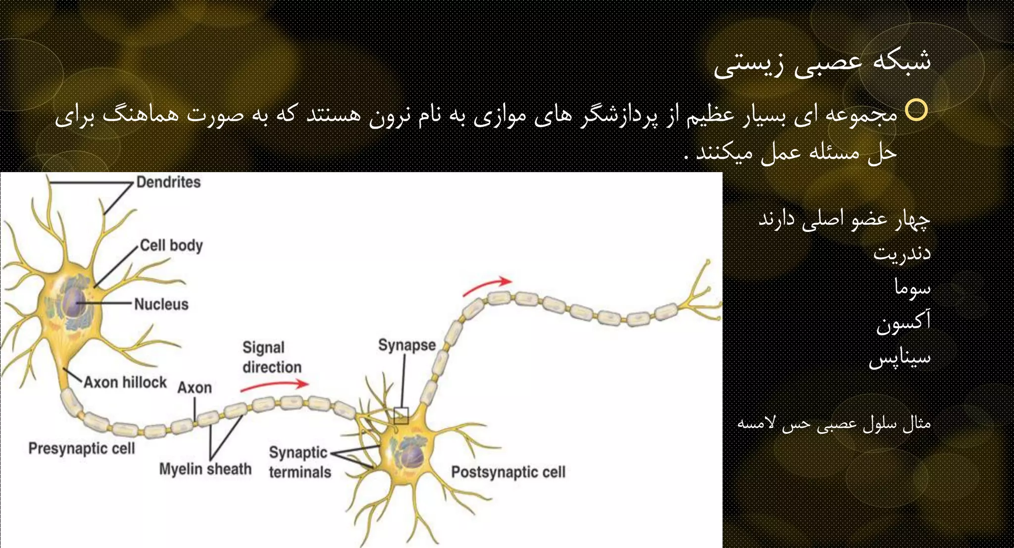 ‫عصبی‬ ‫شبکه‬‫زیستی‬
‫هماهنگ‬ ‫صورت‬ ‫به‬ ‫که‬ ‫هسنتد‬ ‫نرون‬ ‫نام‬ ‫به‬ ‫موازی‬ ‫های‬ ‫پردازشگر‬ ‫از‬ ‫عظیم‬ ‫بسیار‬ ‫ای‬ ‫مجموعه‬‫برای‬
‫میکنند‬ ‫عمل‬ ‫مسئله‬ ‫حل‬.
‫دارند‬ ‫اصلی‬ ‫عضو‬ ‫چهار‬
‫دندریت‬
‫سوما‬
‫آکسون‬
‫سیناپس‬
‫المسه‬ ‫حس‬ ‫عصبی‬ ‫سلول‬ ‫مثال‬
 