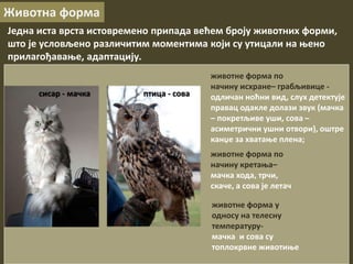животне форма по
начину исхране– грабљивице -
одличан ноћни вид, слух детектује
правац одакле долази звук (мачка
– покретљиве уши, сова –
асиметрични ушни отвори), оштре
канџе за хватање плена;
сисар - мачка
Животна форма
птица - сова
животне форма по
начину кретања–
мачка хода, трчи,
скаче, а сова је летач
животне форма у
односу на телесну
температуру-
мачка и сова су
топлокрвне животиње
Једна иста врста истовремено припада већем броју животних форми,
што је условљено различитим моментима који су утицали на њено
прилагођавање, адаптацију.
 