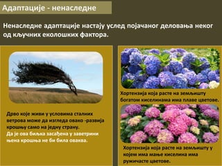 Адаптације - ненаследне
Ненаследне адаптације настају услед појачаног деловања неког
од кључних еколошких фактора.
Дрво које живи у условима сталних
ветрова може да изгледа овако -развија
крошњу само на једну страну.
Да је ова биљка засађена у заветрини
њена крошња не би била оваква.
Хортензија која расте на земљишту
богатом киселинама има плаве цветове.
Хортензија која расте на земљишту у
којем има мање киселина има
ружичасте цветове.
 