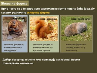 Животна форма
Врло често се у оквиру исте систематске групе живих бића јављају
сасвим различите животне форме
сисар -дабар
животне форма по
начину живота –
поред воде
сисар -веверица
животне форма по
начину живота – у
крошњи дрвета
сисар –слепо куче
животне форма по
начину живота – у
земљишту
Дабар, веверица и слепо куче припадају и животној форми
топлокрвних животиња
 