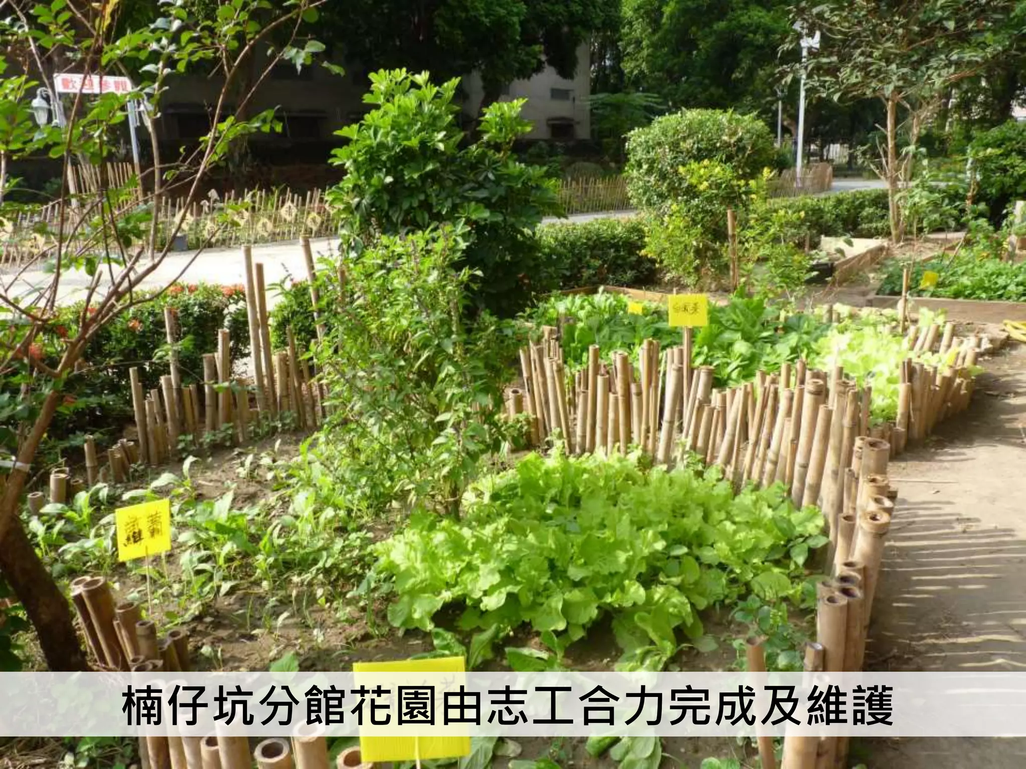 楠仔坑分館花園由志工合力完成及維護
 