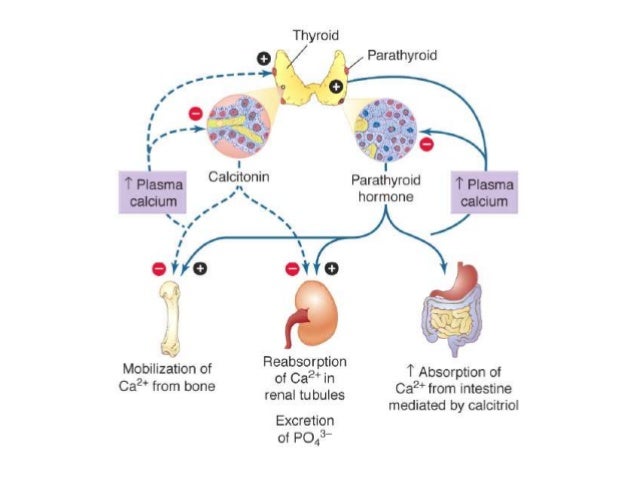 4. paratohormona metabolismo del calcio y el fosfato