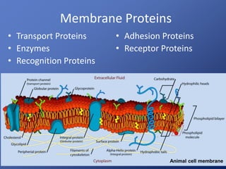 • Transport Proteins
• Enzymes
• Recognition Proteins
• Adhesion Proteins
• Receptor Proteins
Membrane Proteins
Animal cell membrane
 