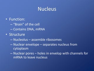 Nucleus
• Function:
– “Brain” of the cell
– Contains DNA, mRNA
• Structure
– Nucleolus – assemble ribosomes
– Nuclear envelope – separates nucleus from
cytoplasm
– Nuclear pores – holes in envelop with channels for
mRNA to leave nucleus
 