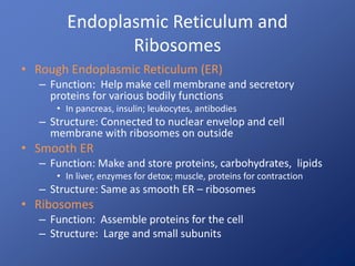 Endoplasmic Reticulum and
Ribosomes
• Rough Endoplasmic Reticulum (ER)
– Function: Help make cell membrane and secretory
proteins for various bodily functions
• In pancreas, insulin; leukocytes, antibodies
– Structure: Connected to nuclear envelop and cell
membrane with ribosomes on outside
• Smooth ER
– Function: Make and store proteins, carbohydrates, lipids
• In liver, enzymes for detox; muscle, proteins for contraction
– Structure: Same as smooth ER – ribosomes
• Ribosomes
– Function: Assemble proteins for the cell
– Structure: Large and small subunits
 