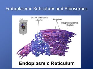 Endoplasmic Reticulum and Ribosomes
 