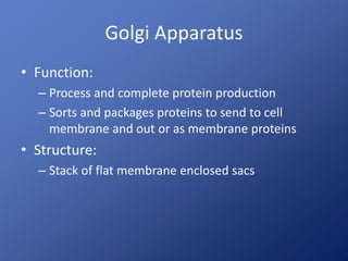 Golgi Apparatus
• Function:
– Process and complete protein production
– Sorts and packages proteins to send to cell
membrane and out or as membrane proteins
• Structure:
– Stack of flat membrane enclosed sacs
 