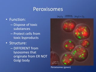 Peroxisomes
• Function:
– Dispose of toxic
substances
– Protect cells from
toxic byproducts
• Structure:
– DIFFERENT from
lysosomes that
originate from ER NOT
Golgi body
Peroxisomes (green)
 