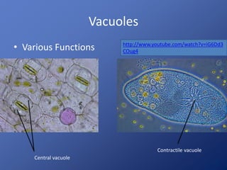 Vacuoles
• Various Functions http://www.youtube.com/watch?v=iG6Dd3
COug4
Contractile vacuole
Central vacuole
 