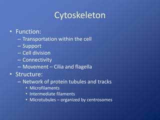 Cytoskeleton
• Function:
– Transportation within the cell
– Support
– Cell division
– Connectivity
– Movement – Cilia and flagella
• Structure:
– Network of protein tubules and tracks
• Microfilaments
• Intermediate filaments
• Microtubules – organized by centrosomes
 