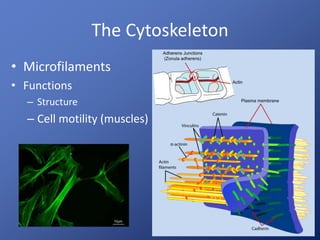 The Cytoskeleton
• Microfilaments
• Functions
– Structure
– Cell motility (muscles)
 