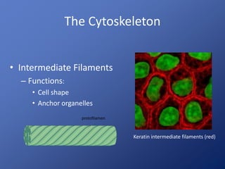 The Cytoskeleton
• Intermediate Filaments
– Functions:
• Cell shape
• Anchor organelles
Keratin intermediate filaments (red)
 