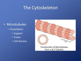 The Cytoskeleton
• Microtubules
– Functions:
• Support
• Tracks
• Cell division
 