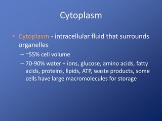 Cytoplasm
• Cytoplasm - intracellular fluid that surrounds
organelles
– ~55% cell volume
– 70-90% water + ions, glucose, amino acids, fatty
acids, proteins, lipids, ATP, waste products, some
cells have large macromolecules for storage
 