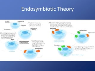Endosymbiotic Theory
 