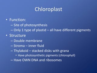 Chloroplast
• Function:
– Site of photosynthesis
– Only 1 type of plastid – all have different pigments
• Structure
– Double membrane
– Stroma – inner fluid
– Thylakoid – stacked disks with grana
• Have photosynthetic pigments (chlorophyll)
– Have OWN DNA and ribosomes
 