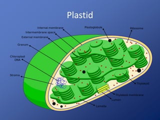 Plastid
 