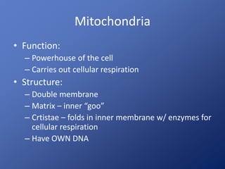 Mitochondria
• Function:
– Powerhouse of the cell
– Carries out cellular respiration
• Structure:
– Double membrane
– Matrix – inner “goo”
– Crtistae – folds in inner membrane w/ enzymes for
cellular respiration
– Have OWN DNA
 