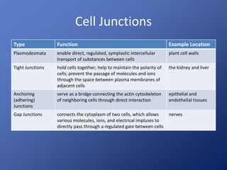 Cell Junctions
Type Function Example Location
Plasmodesmata enable direct, regulated, symplastic intercellular
transport of substances between cells
plant cell walls
Tight Junctions hold cells together; help to maintain the polarity of
cells; prevent the passage of molecules and ions
through the space between plasma membranes of
adjacent cells
the kidney and liver
Anchoring
(adhering)
Junctions
serve as a bridge connecting the actin cytoskeleton
of neighboring cells through direct interaction
epithelial and
endothelial tissues
Gap Junctions connects the cytoplasm of two cells, which allows
various molecules, ions, and electrical impluses to
directly pass through a regulated gate between cells
nerves
 