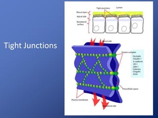 Tight Junctions
 