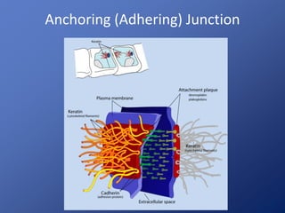 Anchoring (Adhering) Junction
 