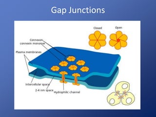 Gap Junctions
 