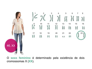 46, XX
O sexo feminino é determinado pela existência de dois
cromossomas X (XX).
1 2 3 4 5 6 7 8
9 10 11 12 13 14 15 16
17 18 19 20 21 22 23
 