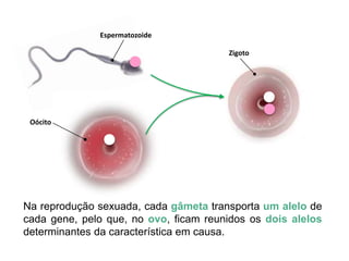 Na reprodução sexuada, cada gâmeta transporta um alelo de
cada gene, pelo que, no ovo, ficam reunidos os dois alelos
determinantes da característica em causa.
Espermatozoide
Oócito
Zigoto
 