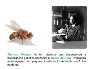 Thomas Morgan foi um cientista que desenvolveu a
investigação genética utilizando a mosca-da-fruta (Drosophila
melanogaster), um pequeno inseto muito frequente nos frutos
maduros.
 