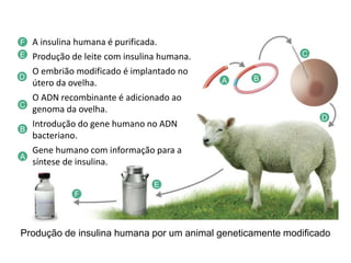 Produção de insulina humana por um animal geneticamente modificado
A insulina humana é purificada.
Produção de leite com insulina humana.
O embrião modificado é implantado no
útero da ovelha.
O ADN recombinante é adicionado ao
genoma da ovelha.
Introdução do gene humano no ADN
bacteriano.
Gene humano com informação para a
síntese de insulina.
A
A B
B
C
C
D
D
E
E
F
F
 
