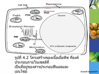 Fruit and vegetable
รูปที่ 4.2 โครงสร้างของเนื้อเยื่อพืช ที่องค์
ประกอบภายในเซลล์ที่
เป็นที่อยู่ของสารประกอบฟีนอลและ
เอนไซม์
POD -peroxidase
 