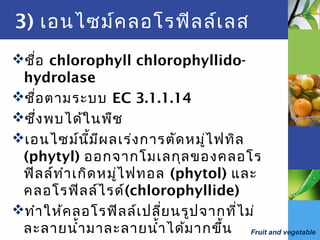 Fruit and vegetable
3) เอนไซม์คลอโรฟิลล์เลส
ชื่อ chlorophyll chlorophyllido-
hydrolase
ชื่อตามระบบ EC 3.1.1.14
ซึ่งพบได้ในพืช
เอนไซม์นี้มีผลเร่งการตัดหมู่ไฟทิล
(phytyl) ออกจากโมเลกุลของคลอโร
ฟิลล์ทำาเกิดหมู่ไฟทอล (phytol) และ
คลอโรฟิลล์ไรด์(chlorophyllide)
ทำาให้คลอโรฟิลล์เปลี่ยนรูปจากที่ไม่
ละลายนำ้ามาละลายนำ้าได้มากขึ้น
 