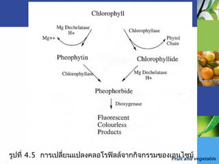 Fruit and vegetable
รูปที่ 4.5 การเปลี่ยนแปลงคลอโรฟิลล์จากกิจกรรมของเอนไซม์
 