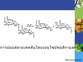 Fruit and vegetable
การย่อยสลายเพคตินโดยเอนไซม์พอลิกาแลคทูโร
 