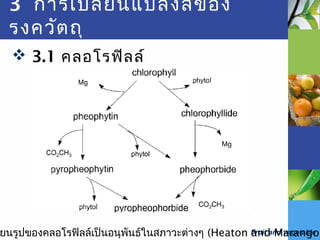 Fruit and vegetable
3 การเปลี่ยนแปลงสีของ
รงควัตถุ
 3.1 คลอโรฟิลล์
ยนรูปของคลอโรฟิลล์เป็นอนุพันธ์ในสภาวะต่างๆ (Heaton and Marangon
 