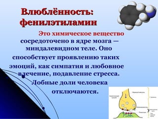 Влюблённость:Влюблённость:
фенилэтиламинфенилэтиламин
Это химическое вещество
сосредоточено в ядре мозга —
миндалевидном теле. Оно
способствует проявлению таких
эмоций, как симпатия и любовное
влечение, подавление стресса.
Лобные доли человека
отключаются.
 