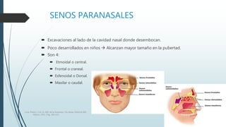 SENOS PARANASALES
 Excavaciones al lado de la cavidad nasal donde desembocan.
 Poco desarrollados en niños  Alcanzan mayor tamaño en la pubertad.
 Son 4:
 Etmoidal o central.
 Frontal o craneal.
 Esfenoidal o Dorsal.
 Maxilar o caudal.
Luna, Pastor y Col. EL ABC de la Anestesia. Vía Aérea. Editorial Alfil.
México. 2011. Pág. 183-214.
 