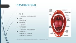 CAVIDAD ORAL
 TECHO
 PALADAR DURO Y BLANDO
 PISO
 LENGUA
 ANTERIOR
 LABIOS
 POSTERIOR
 PLIEGUES PALATOGLOSOS
 ESQUELETO
 MAXILAR SUPERIOR
 MAXILAR INFERIOR
Luna, Pastor y Col. EL ABC de la Anestesia. Vía Aérea. Editorial Alfil. México. 2011. Pág. 183-214.
 