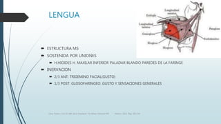 LENGUA
 ESTRUCTURA MS
 SOSTENIDA POR UNIONES
 H.HIOIDES H. MAXILAR INFERIOR PALADAR BLANDO PAREDES DE LA FARINGE
 INERVACION
 2/3 ANT: TRIGEMINO FACIAL(GUSTO)
 1/3 POST: GLOSOFARINGEO: GUSTO Y SENSACIONES GENERALES
Luna, Pastor y Col. EL ABC de la Anestesia. Vía Aérea. Editorial Alfil. México. 2011. Pág. 183-214.
 