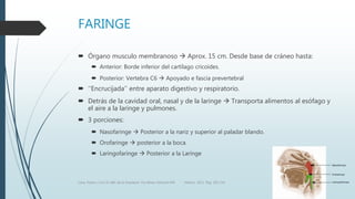 FARINGE
 Órgano musculo membranoso  Aprox. 15 cm. Desde base de cráneo hasta:
 Anterior: Borde inferior del cartílago cricoides.
 Posterior: Vertebra C6  Apoyado e fascia prevertebral
 ‘’Encrucijada’’ entre aparato digestivo y respiratorio.
 Detrás de la cavidad oral, nasal y de la laringe  Transporta alimentos al esófago y
el aire a la laringe y pulmones.
 3 porciones:
 Nasofaringe  Posterior a la nariz y superior al paladar blando.
 Orofaringe  posterior a la boca.
 Laringofaringe  Posterior a la Laringe
Luna, Pastor y Col. EL ABC de la Anestesia. Vía Aérea. Editorial Alfil. México. 2011. Pág. 183-214.
 