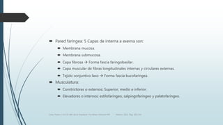  Pared faríngea: 5 Capas de interna a exerna son:
 Membrana mucosa.
 Membrana submucosa.
 Capa fibrosa  Forma fascia faringobasilar.
 Capa muscular de fibras longitudinales internas y circulares externas.
 Tejido conjuntivo laxo  Forma fascia bucofaríngea.
 Musculatura:
 Constrictores o externos: Superior, medio e inferior.
 Elevadores o internos: estilofaríngeo, salpingofaríngeo y palatofaríngeo.
Luna, Pastor y Col. EL ABC de la Anestesia. Vía Aérea. Editorial Alfil. México. 2011. Pág. 183-214.
 
