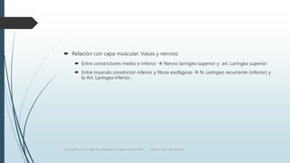 Relación con capa muscular: Vasos y nervios:
 Entre constrictores medio e inferior  Nervio laríngeo superior y art. Laríngea superior
 Entre musculo constrictor inferior y fibras esofágicas  N. Laríngeo recurrente (inferior) y
la Art. Laríngea inferior.
Luna, Pastor y Col. EL ABC de la Anestesia. Vía Aérea. Editorial Alfil. México. 2011. Pág. 183-214.
 