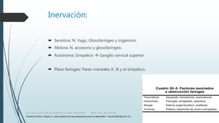 Inervación:
 Sensitiva: N. Vago, Glosofaríngeo y trigémino.
 Motora: N. accesorio y glosofaríngeo.
 Autónoma: Simpatico  Ganglio cervical superior
 Plexo faríngeo: Pares craneales X, XI y el simpático.
Luna, Pastor y Col. EL ABC de la Anestesia. Vía Aérea. Editorial Alfil. México. 2011. Pág. 183-214.
Tomado de Ríos E, Reyes JL: Valor predictivo de las evaluaciones de la vía aérea difícil. Trauma 2005;8(3):63–70.
 